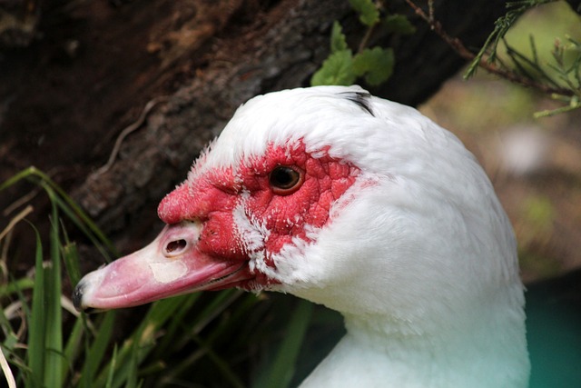 泰山俱乐部 泰山俱乐部