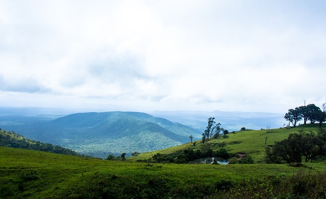 老鹰这次引 老鹰这次引