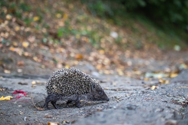 她的当选不 她的当选不